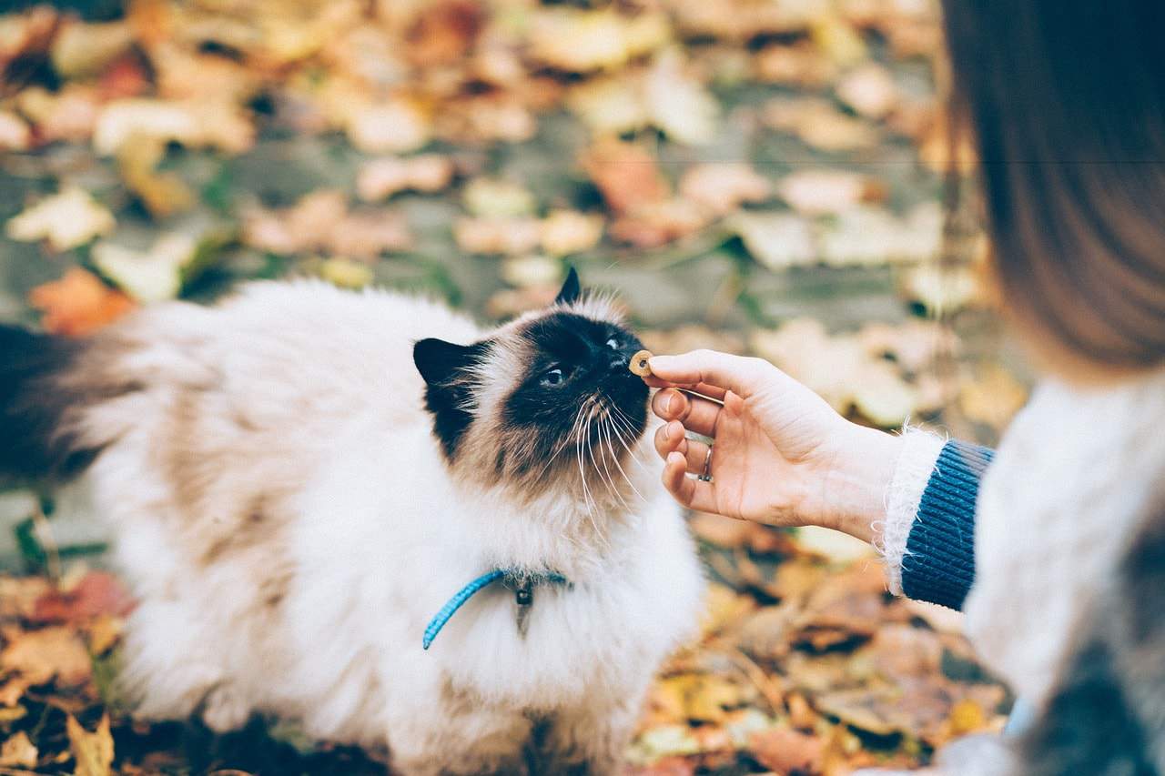 Katze wird draußen gefüttert