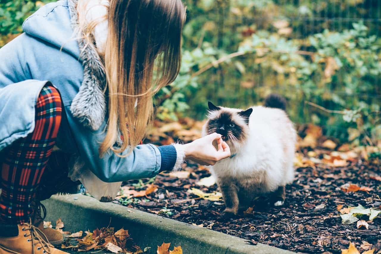 Katze frisst ihr Lieblingsfutter im Garten