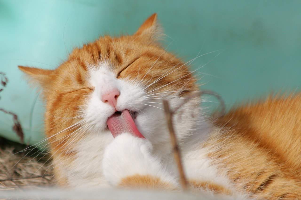 Katze leckt sich die Zunge nach dem Fressen