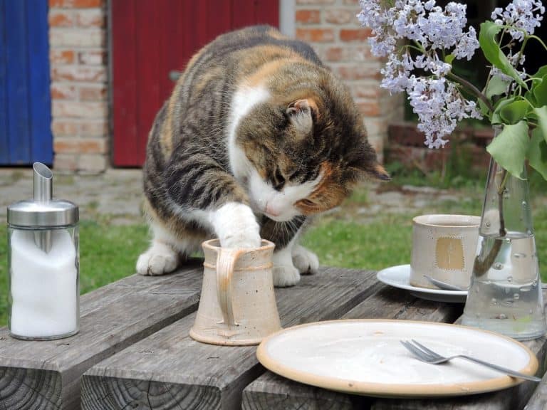 Mehr über den Artikel erfahren Was bedeutet Naschkatze? Was heißt Naschkatze?