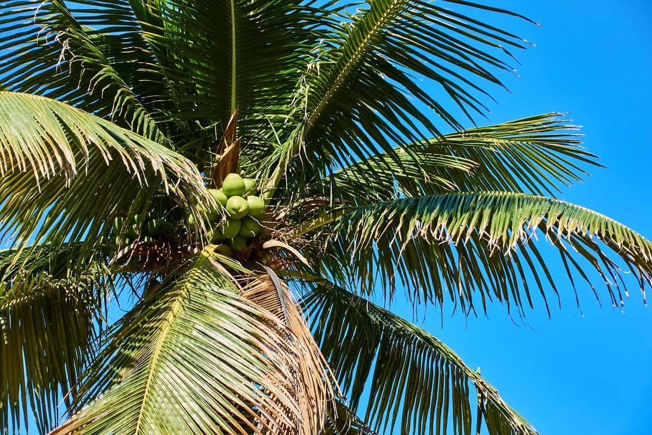 Palme vor blauem Himmel in tropischer Landschaft